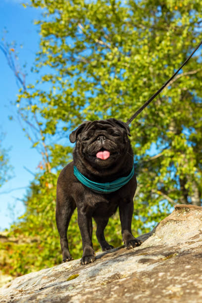 Black pug dog standing on stone with tongue hanging out on blue sky, green trees natural background