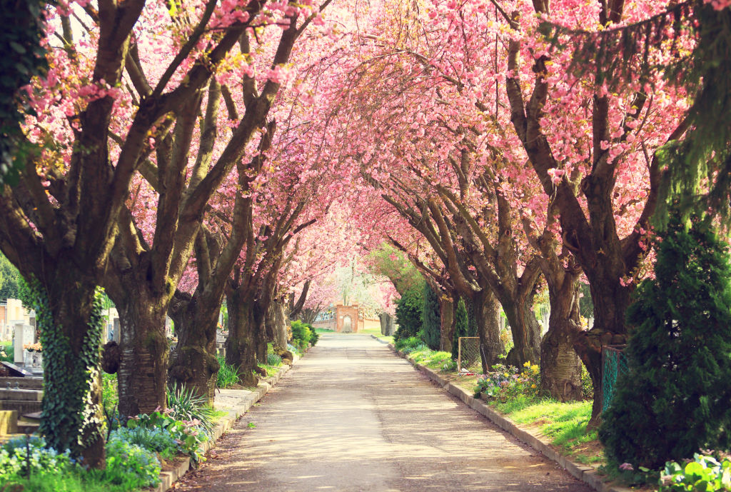 Blossoming Spring Trees