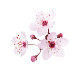 Blossoming pink flowers and buds of Plum isolated on white background. Close-up view.