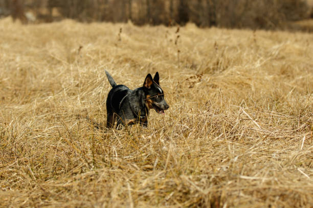 blue heeler puppy dog playing in a field side eye funny - australian cattle dogs stock pictures, royalty-free photos & images