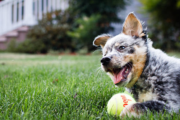 blue heeler with ball - australian cattle dogs stock pictures, royalty-free photos & images