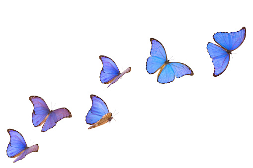 Butterfly Isolated Images Pictures In Jpg Hd Free Stock Photos