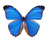 Blue Morpho Butterfly - Large