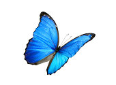 Blue morpho butterfly with black edges