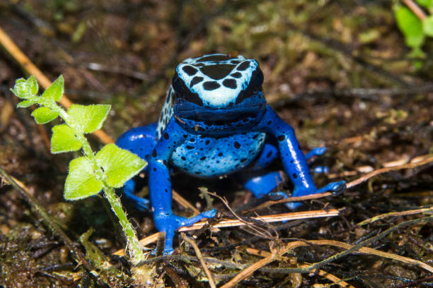 Blue poison dart frog, dendrobates azureus.