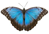 Blue Tropical Butterfly On White