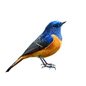 Blue-fronted Redstart (Phoenicurus frontalis) the beautiful blue