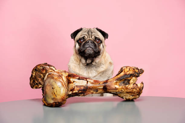 huesos para perros pueden ser peligrosos - huesos fotografías e imágenes de stock