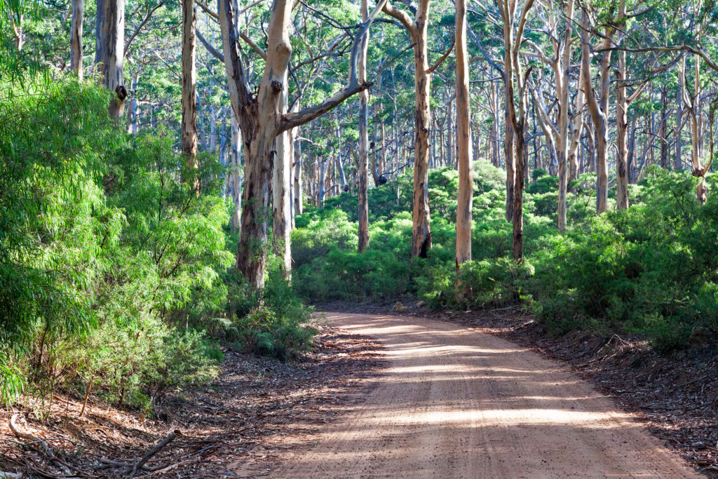 Boranup Kauri Forest
