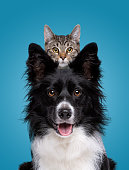 border collie dog portrait with a hiding cat behind