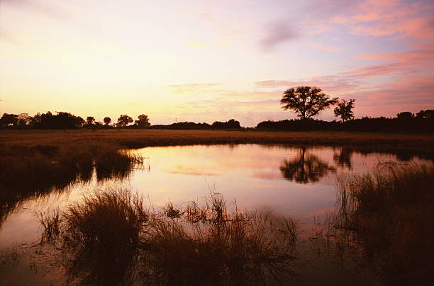 Botswana, Okavango Delta, marsh, dusk