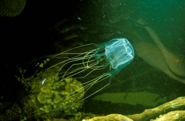 Box jellyfish, Chironex fleckeri, deadly, North Queensland, Australia