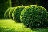 boxwood bushes round shape,formal park