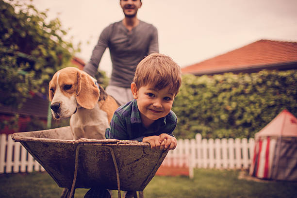 boys having fun - beautiful dog stock pictures, royalty-free photos & images