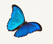 Bright blue butterfly flying against a white backdrop