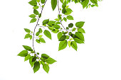 Bright green Spring leaves on a white background