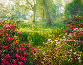 bright hazy sunlight through azalea and daffodil garden