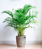 bright living room with houseplant on the floor in a wicker basket