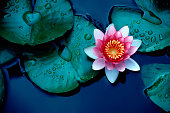 Brightly colored water lily floating on a stil pond