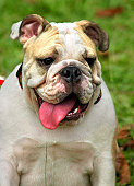 British Bulldog