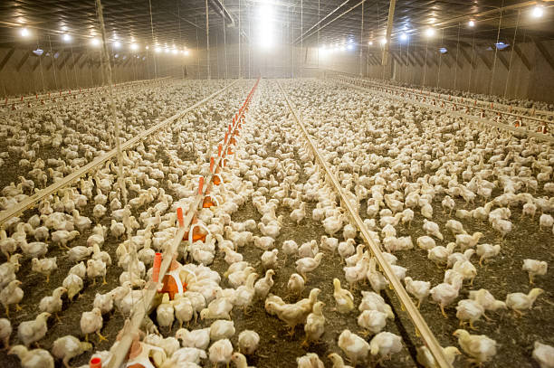 broiler chickens in poultry house picture