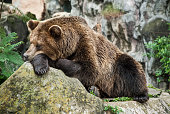 Brown bear resting with both paws on the log in Guatemala.