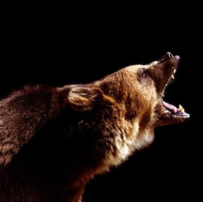 Brown bear (Ursus arctos) roaring, side view