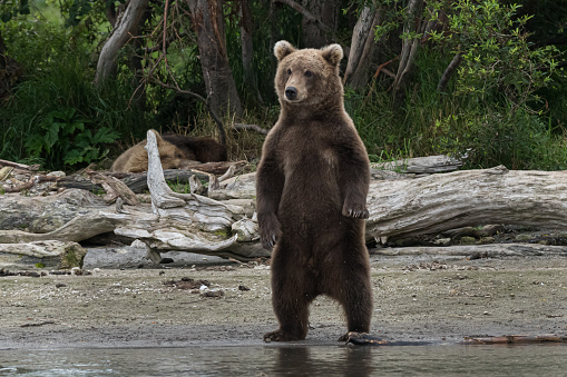 Brown bear standing out and looking his next snack in the wild Kamchatka, far east Russia 1223799340