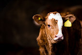 Brown calf standing in a barn