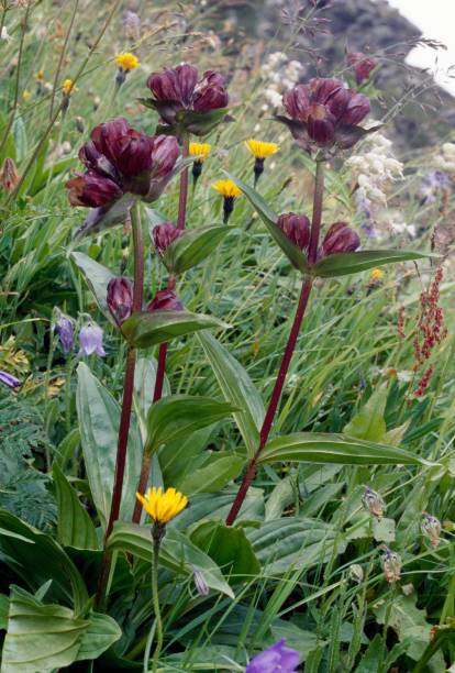 Gentiana pannonica（'Brown Gentian'）ã????ç???? ????????? ?????