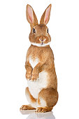Brown rabbit standing up