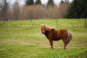 Brown Shetland pony in a grassy field