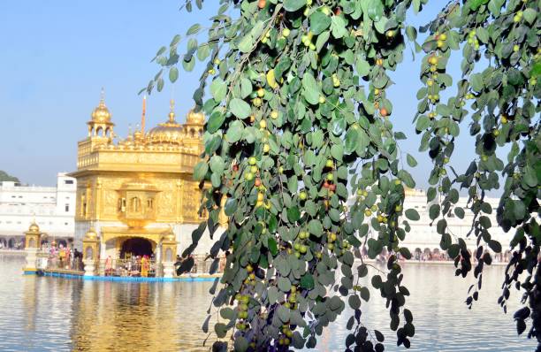 Brunches with abundant fruiting hanging of Dukh Bhanjani Beri at Golden Temple on March 27 2018 in Amritsar India Dukh Bhanjani Beri is a historic...