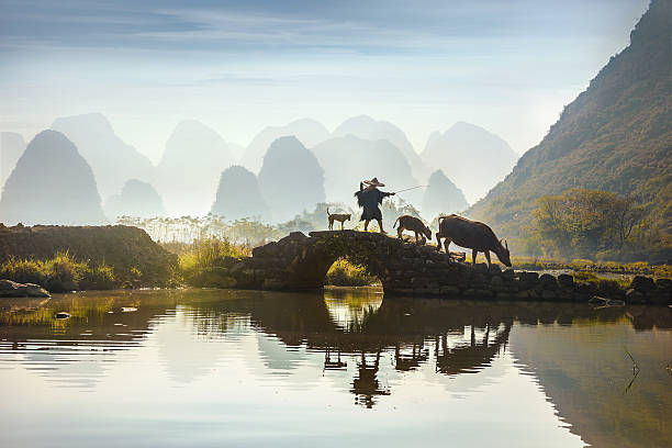 buffalo farmer at guangxi zhuang autonomous region, china - beautiful dog stock pictures, royalty-free photos & images