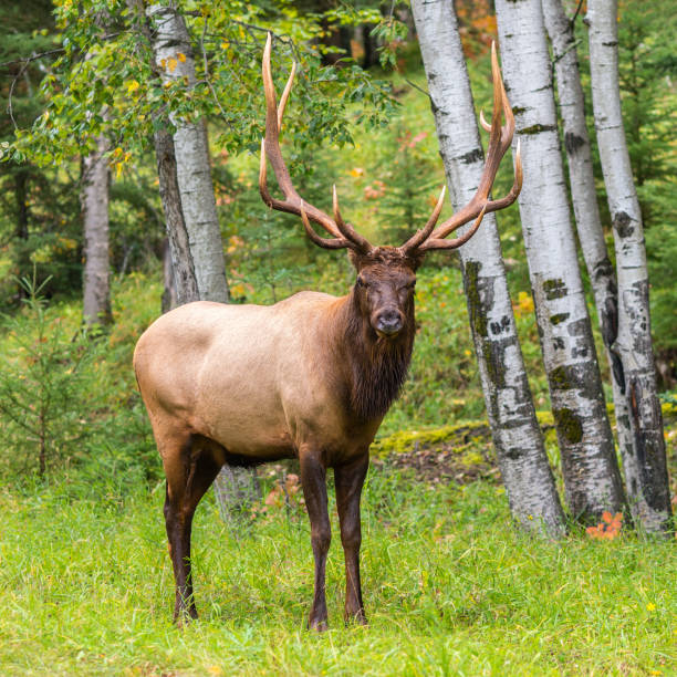 bull elk at the edge of the forest
