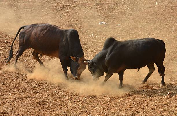 Image result for bull in kathmandu
