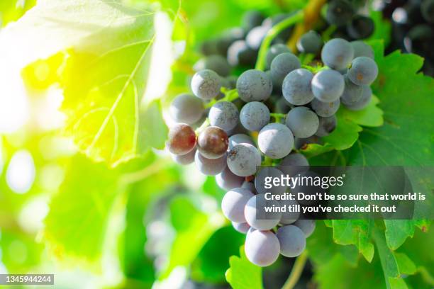 bunches fresh dark black ripe grape