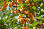 A bunch of ripe apricots hanging on a tree in the orchard. Apricot fruit tree with fruits and leaves. Ukraine.