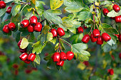 Bunches of ripe red berries of hawthorn, close up