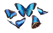 Butterfly in blue tones. Morpho