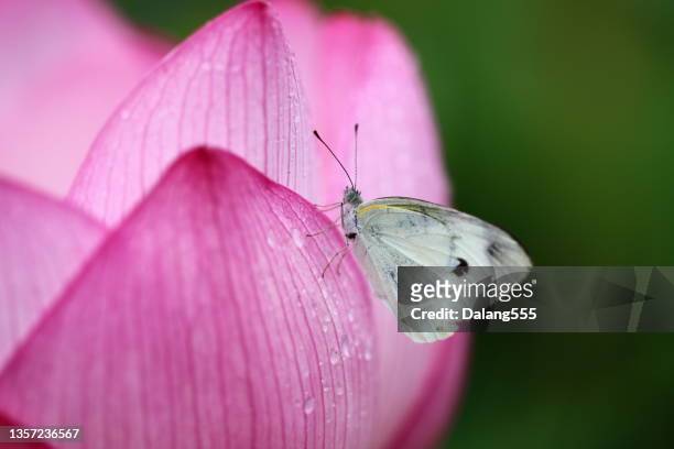 butterfly sitting petal lotus flower