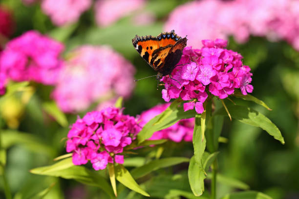 butterfly on a flower - botanic garden stock pictures, royalty-free photos & images