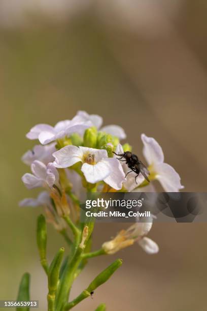 small flyimg insect engaged pollination flowering