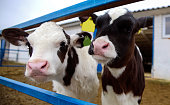 Calf at Dairy Farm Cow Pennsylvania Holstein Cute Baby Animal