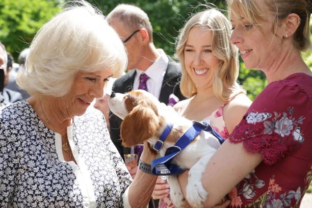 GBR: The Duchess Of Cornwall Celebrates The 160th Anniversary Of Battersea Dogs And Cats Home