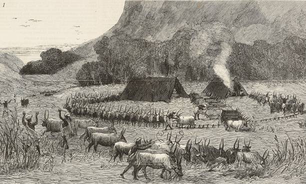 Camp with herd of bulls, the famine in India, illustration from the magazine The Graphic, volume XV, no 379, March 3, 1877.