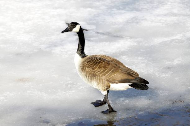 canada goose museum of nature canada goose museum of nature