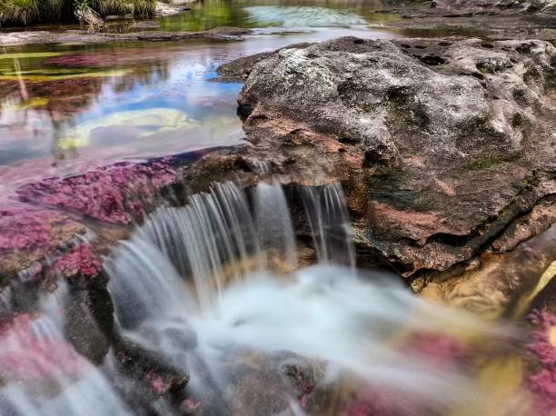 caño cristales, river of five colors - cano cristales stock pictures, royalty-free photos & images