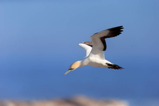 Cape Gannet, (Morus capensis), adult flying, Lamberts Bay, Western Cape, South Africa, Africa