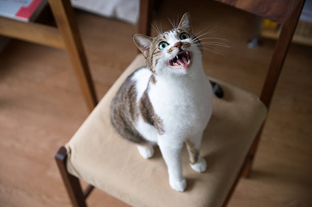 a cat mew on the chair - cat meowing stock pictures, royalty-free photos & images